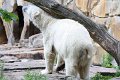 knut-zoo-berlin (10)